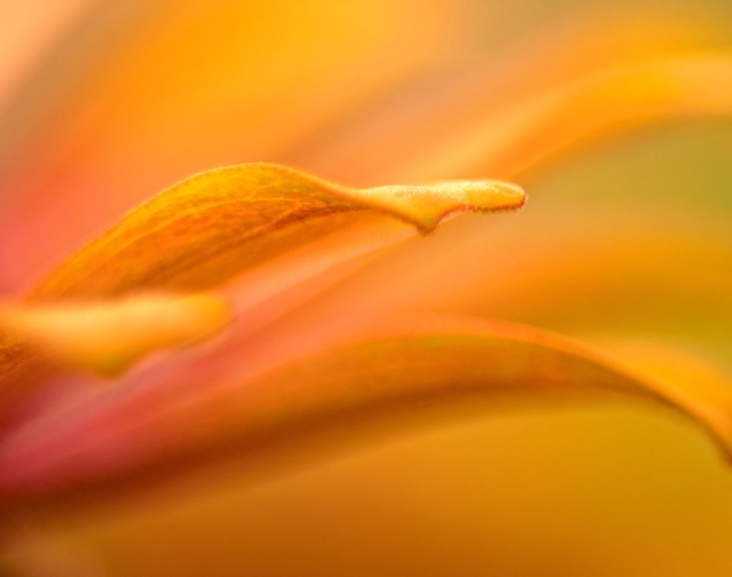 Orange flower blurred macro